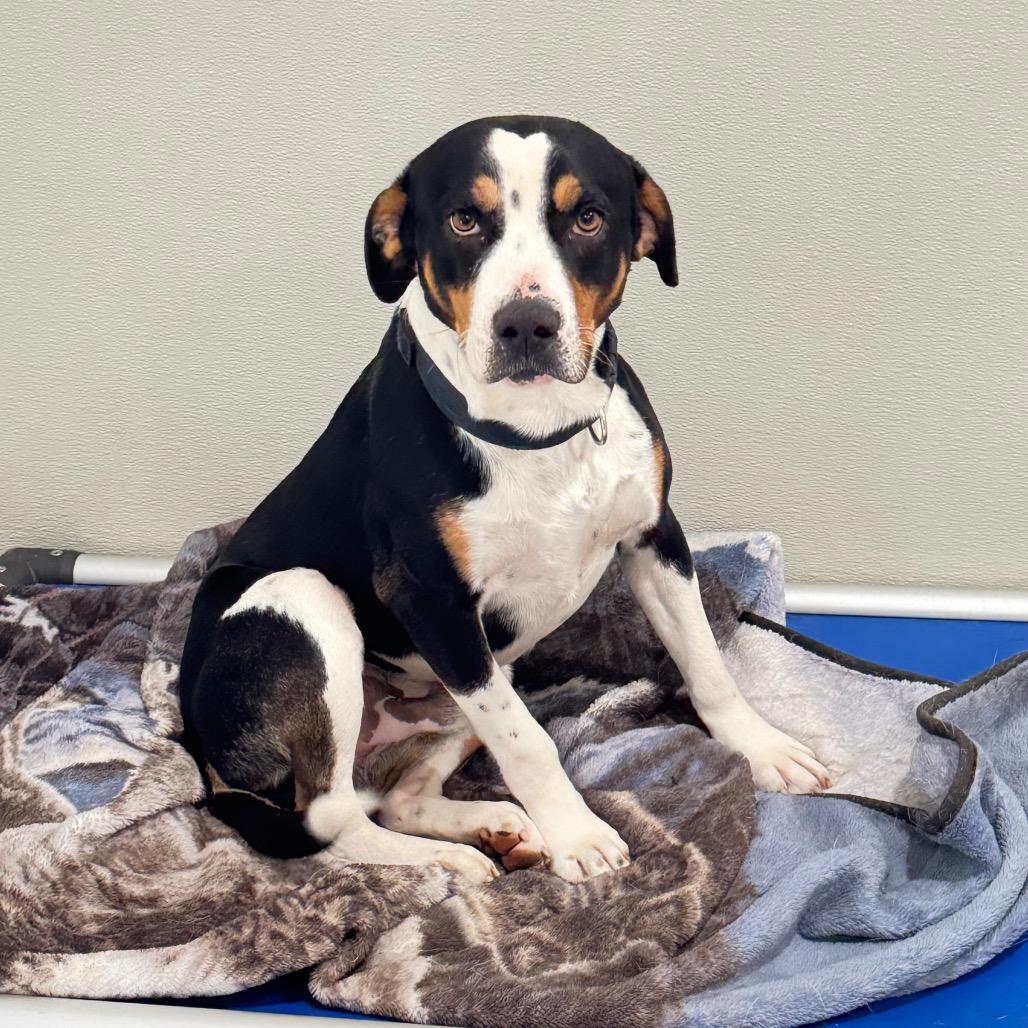 Roscoe, Adoptable, Adult Male Hound.