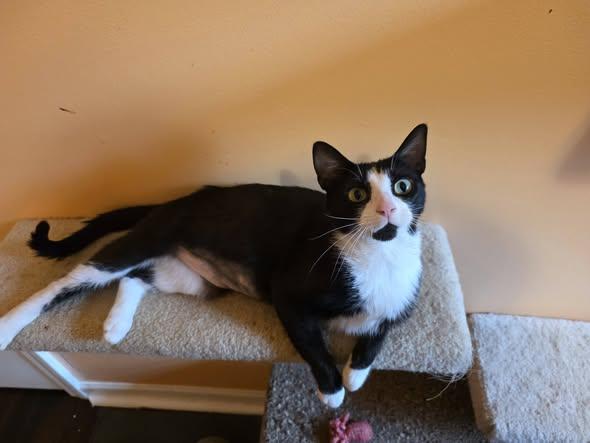 Darling Dottie, Adoptable, Adult Female Domestic Short Hair.