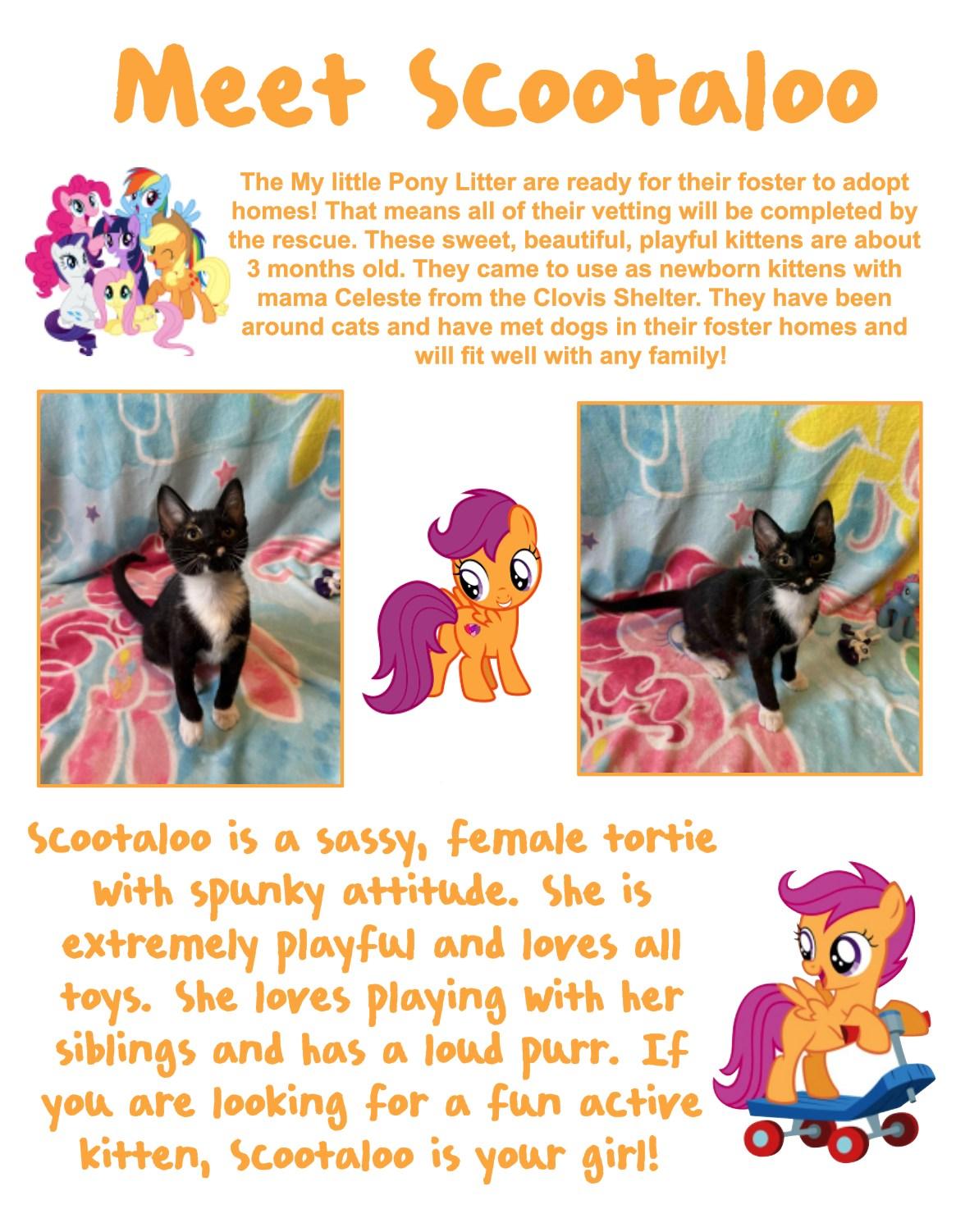 Enlarge Scootaloo, a Adopted Domestic Short Hair in Clovis, NM image 1/1
