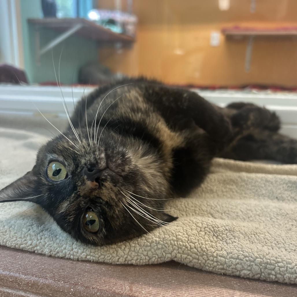 Aura, Adoptable, Young Female Domestic Short Hair.