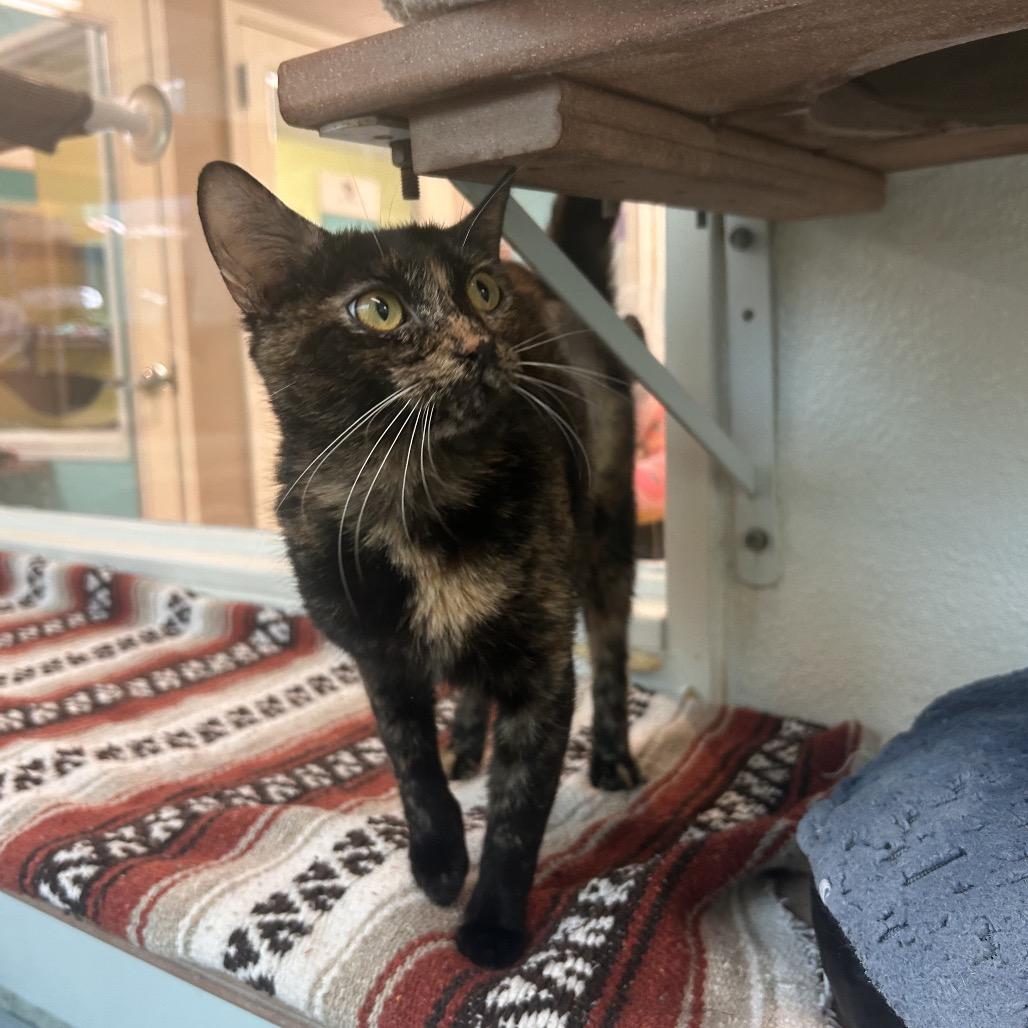 Enlarge Aura, a Adoptable Domestic Short Hair in Fresno, CA image 2/4