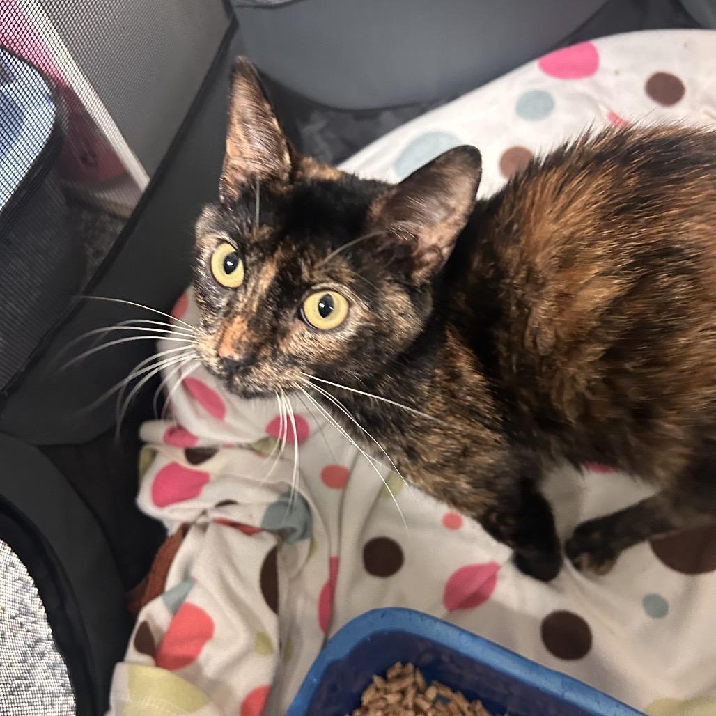 Enlarge Aura, a Adoptable Domestic Short Hair in Fresno, CA image 3/4