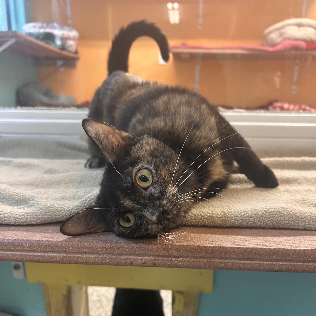 Enlarge Aura, a Adoptable Domestic Short Hair in Fresno, CA image 4/4