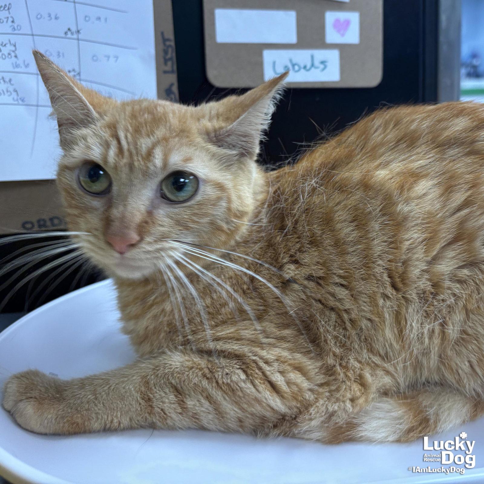 Rosemary, a Adoptable Domestic Short Hair in Washington, DC image 1/2