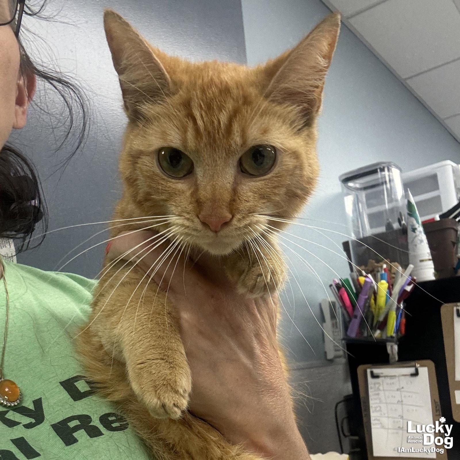 Rosemary, a Adoptable Domestic Short Hair in Washington, DC image 2/2