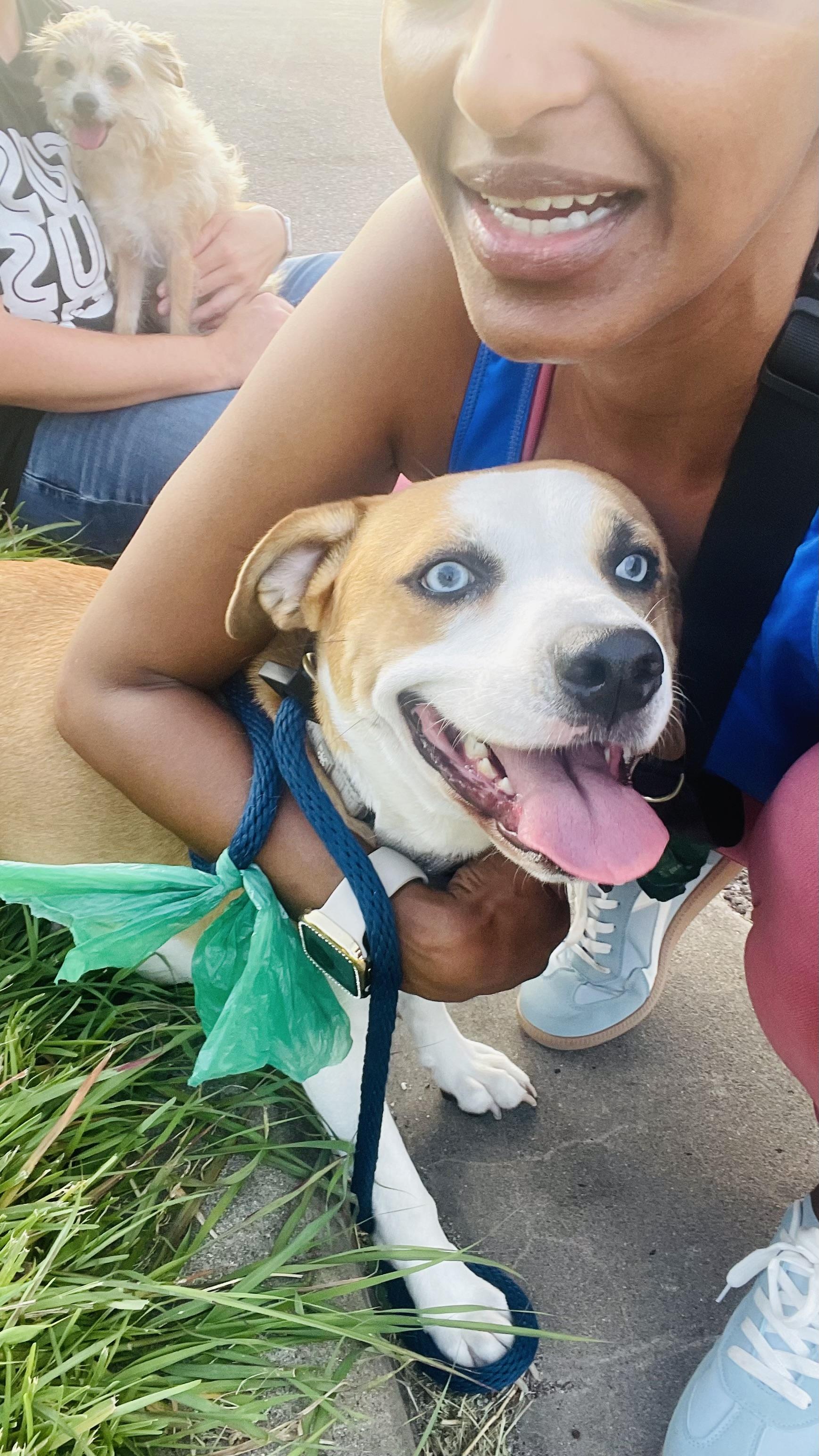 Enlarge Mammas, a Adoptable mixed breed in Cedar City, TX image 5/5