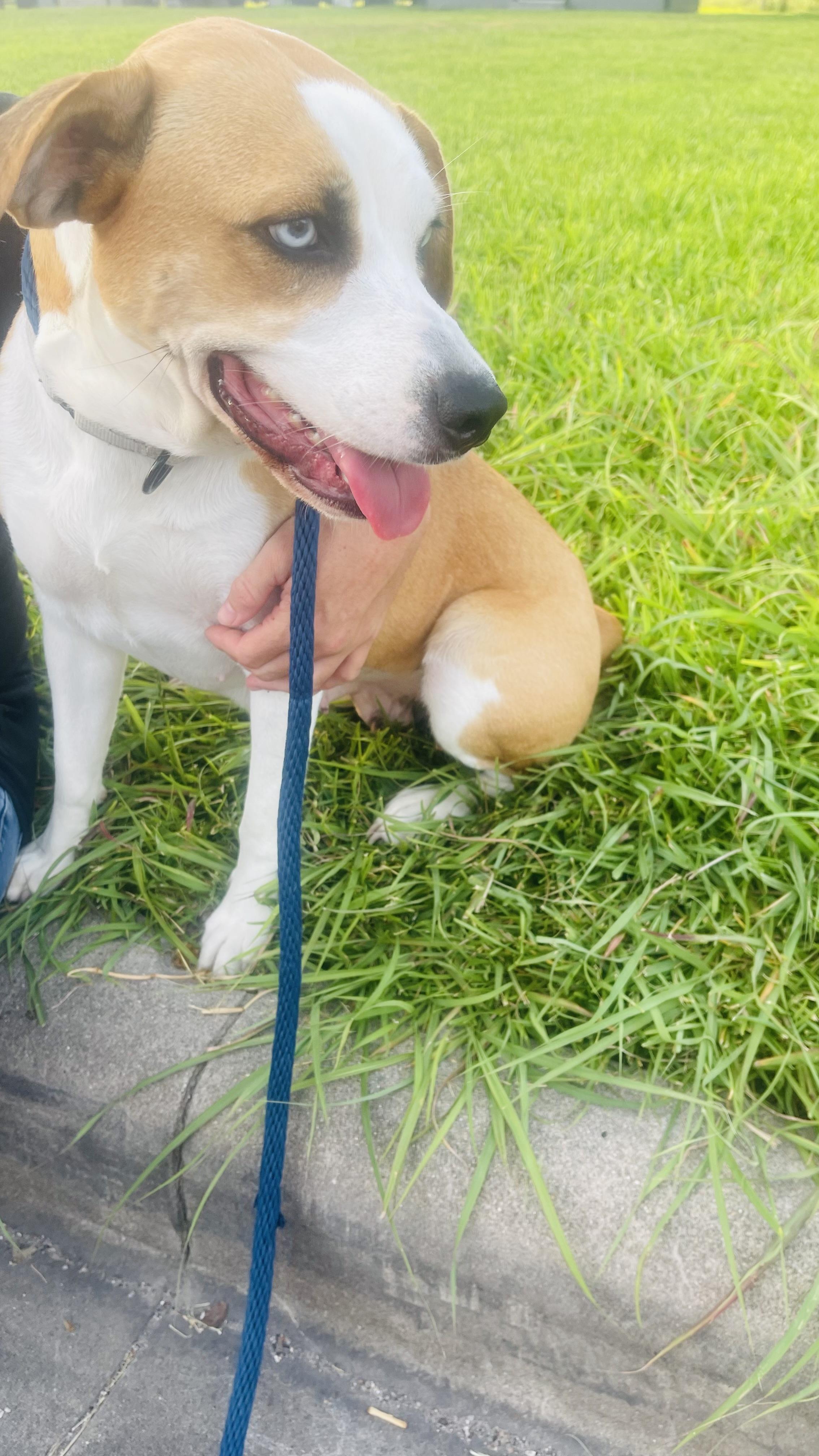 Enlarge Mammas, a Adoptable mixed breed in Cedar City, TX image 4/5