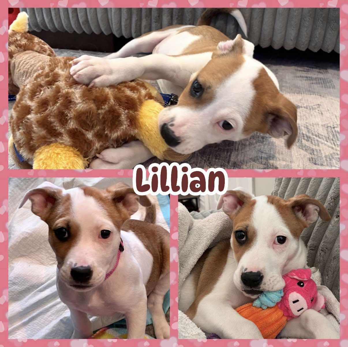Lillian, a ADOPTABLE mixed breed in Ringwood, NJ image 1/2