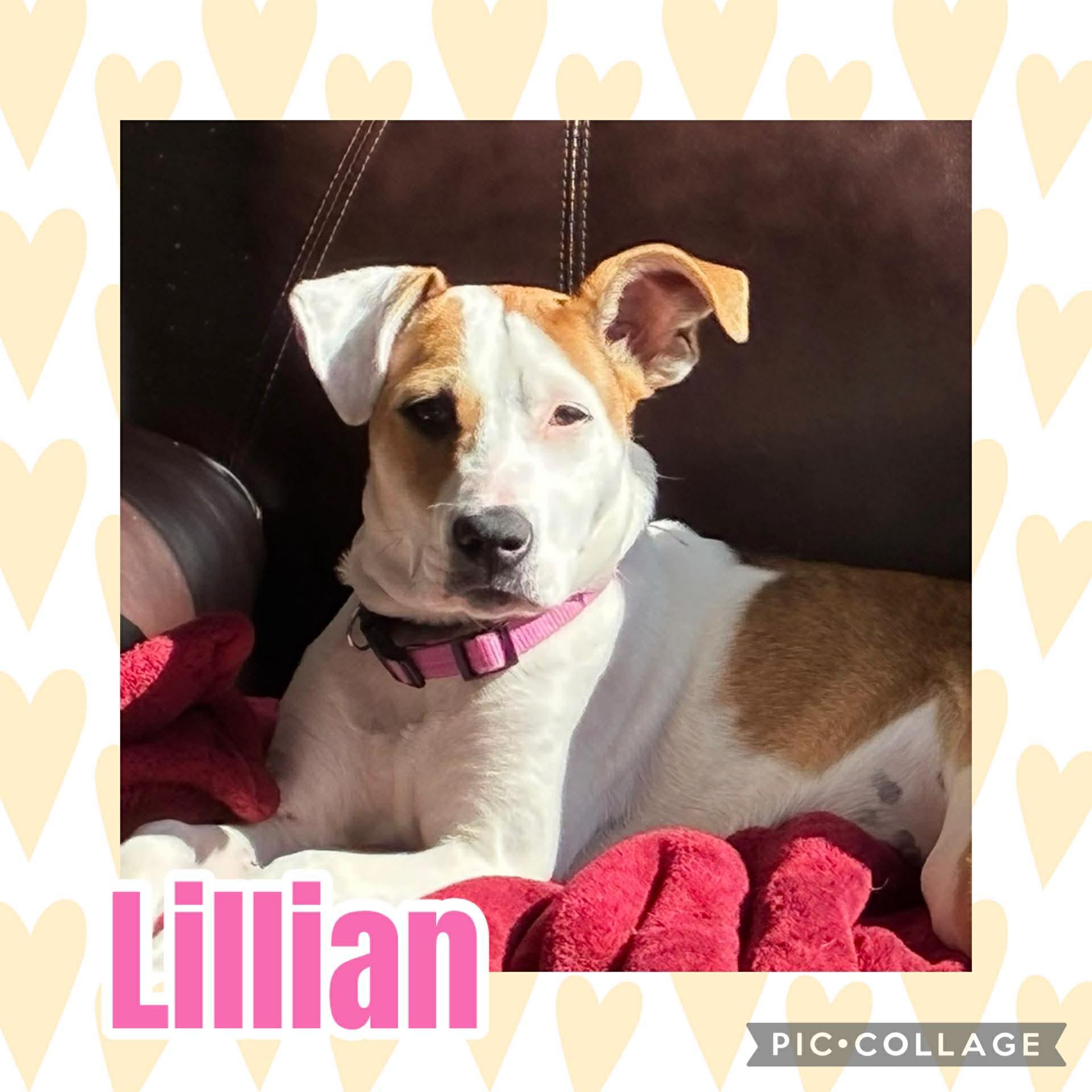 Lillian, ADOPTABLE, Puppy Female Boxer & Pit Bull Terrier.
