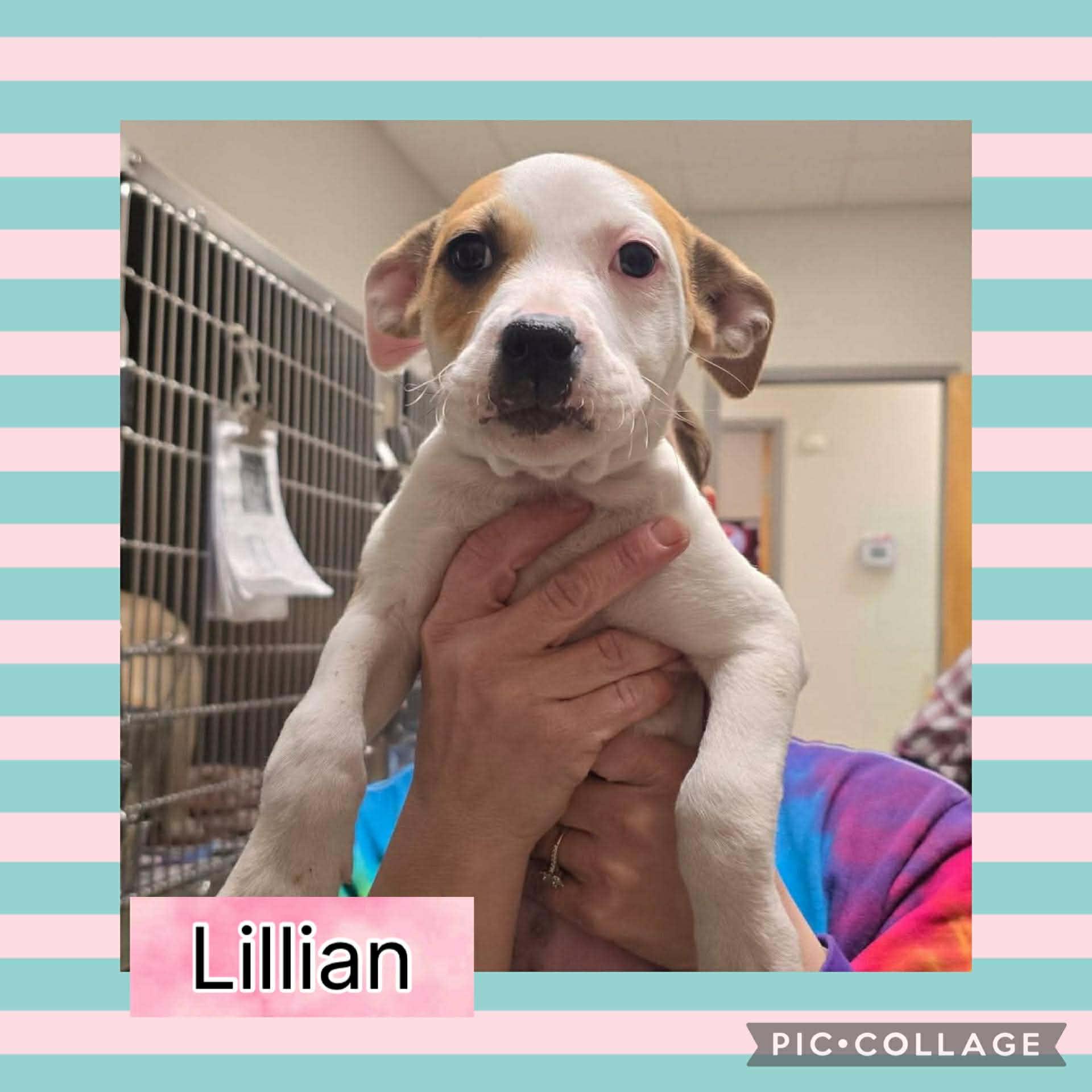 Lillian, a ADOPTABLE mixed breed in Ringwood, NJ image 2/2