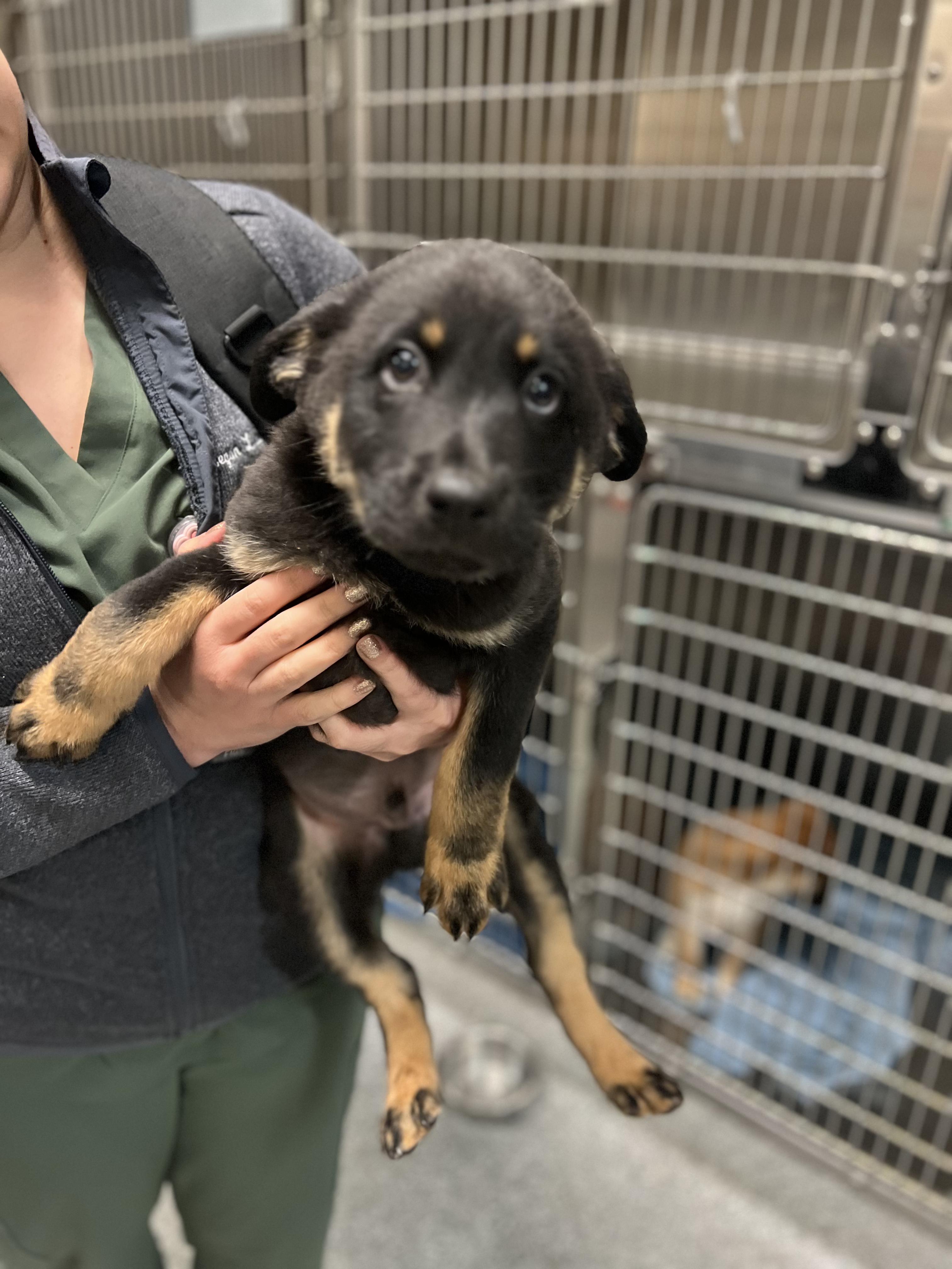 Enlarge Joey, a Adoptable mixed breed in Fort Collins, CO image 2/4