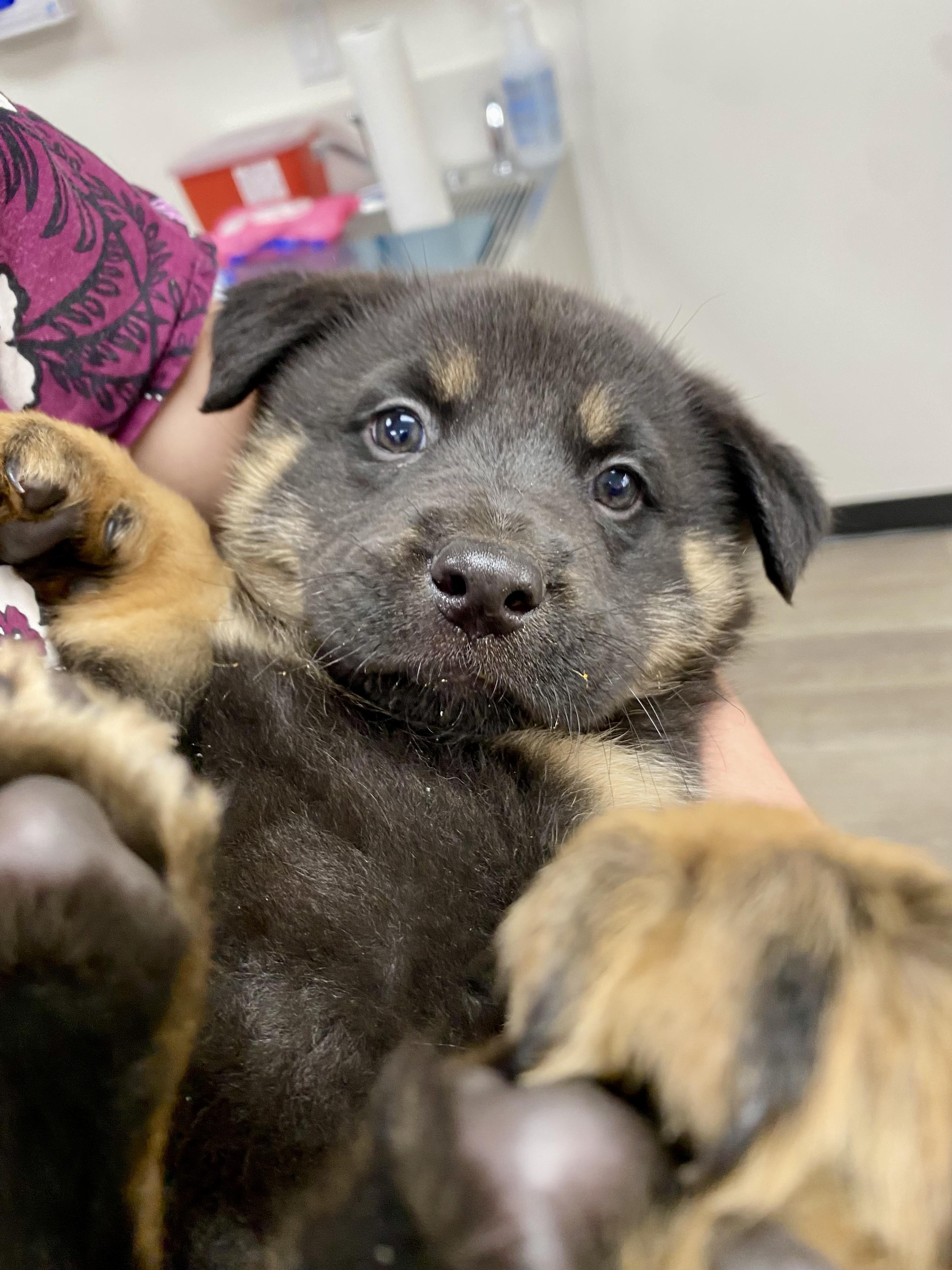 Joey, Adoptable, Puppy Male Rottweiler & Australian Shepherd.
