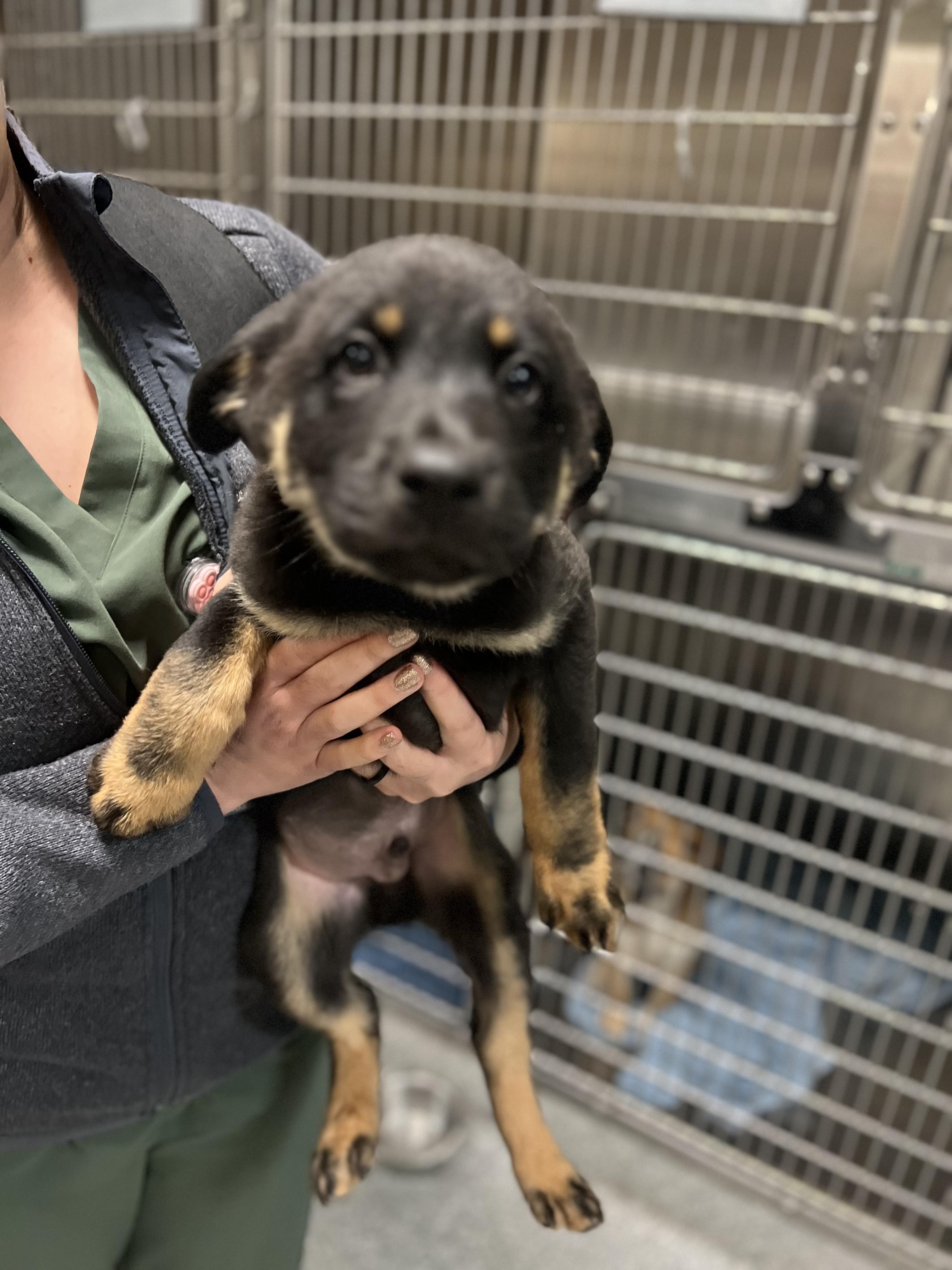 Enlarge Joey, a Adoptable mixed breed in Fort Collins, CO image 3/4
