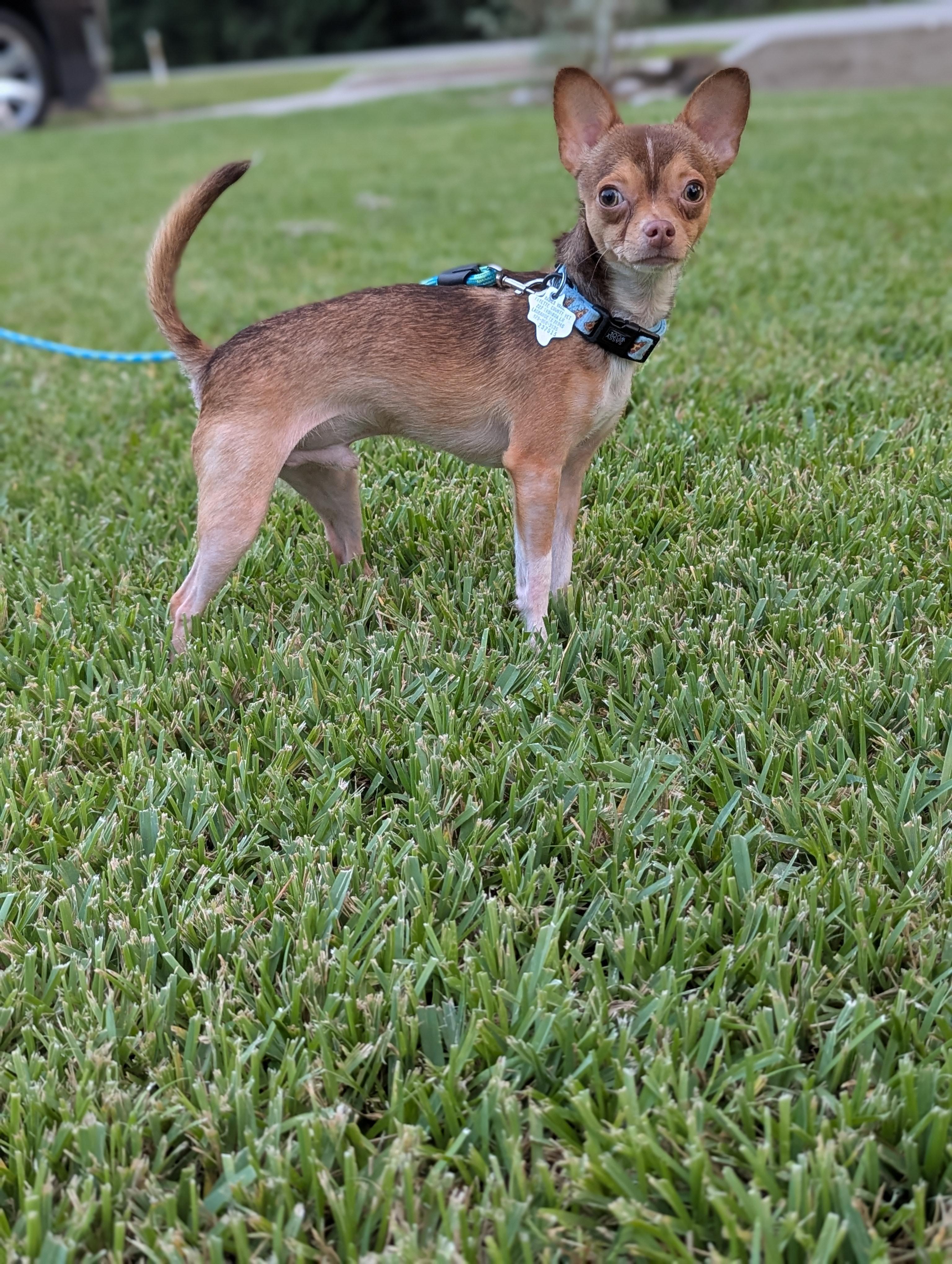 Archie