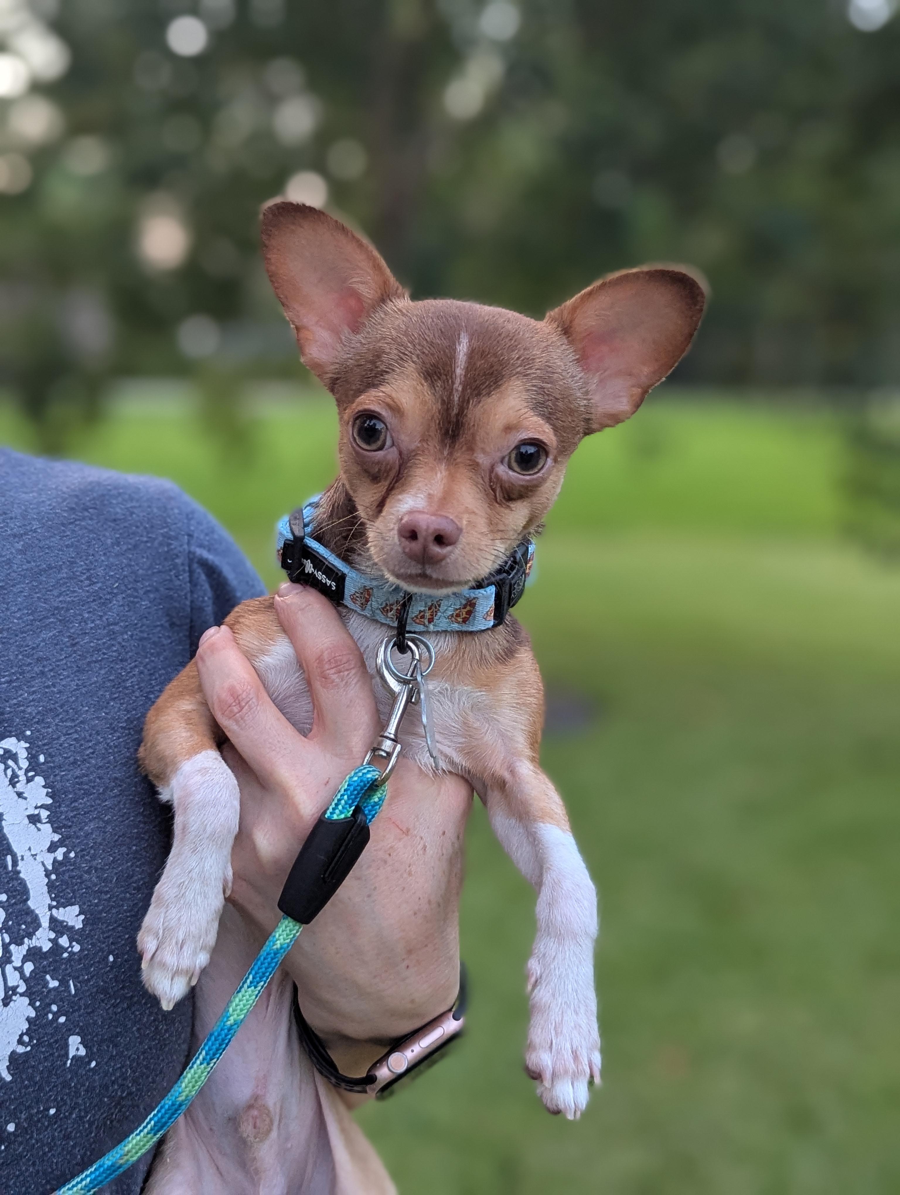 Archie