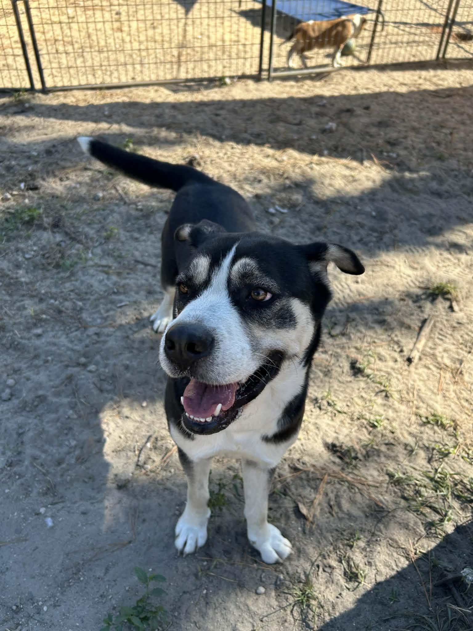 Enlarge Maggie, a ADOPTABLE Mixed Breed in Gainesville, FL image 2/4
