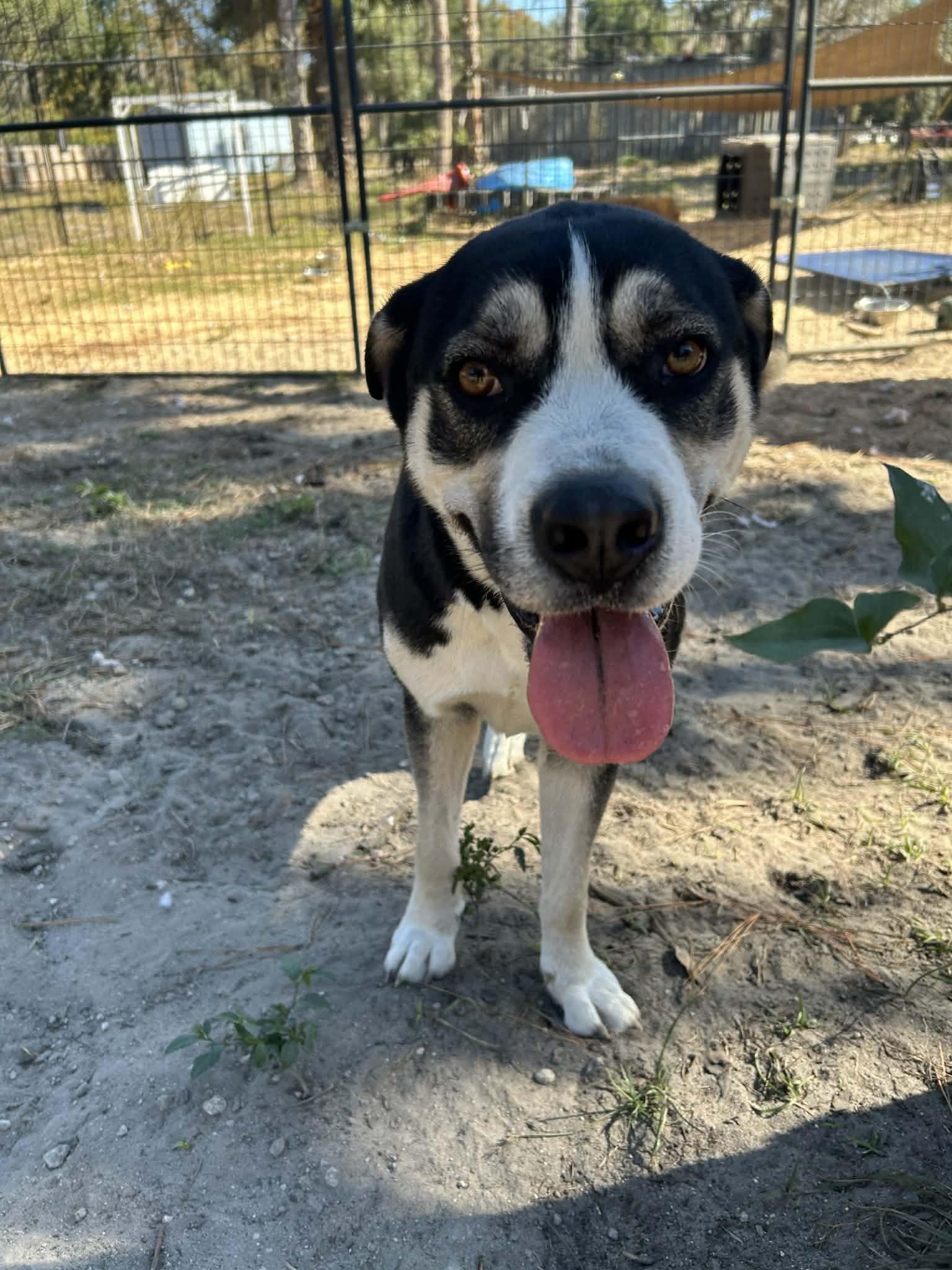 Enlarge Maggie, a ADOPTABLE Mixed Breed in Gainesville, FL image 3/4
