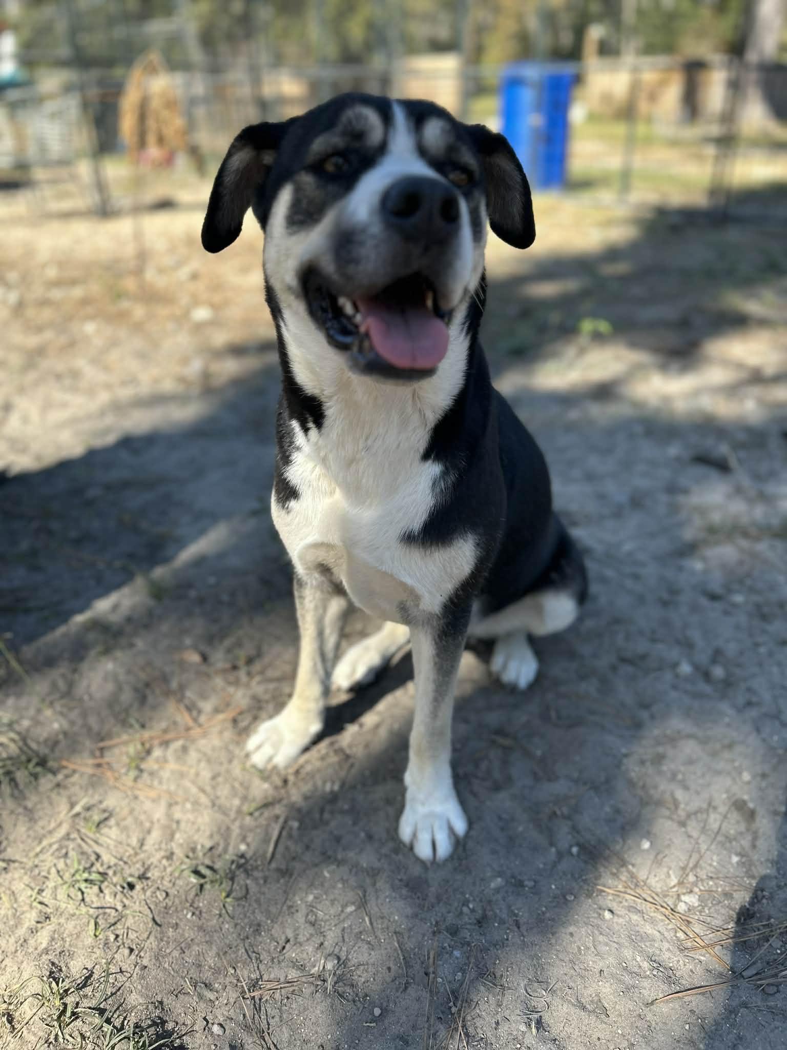 Maggie, ADOPTABLE, Young Female Mixed Breed.