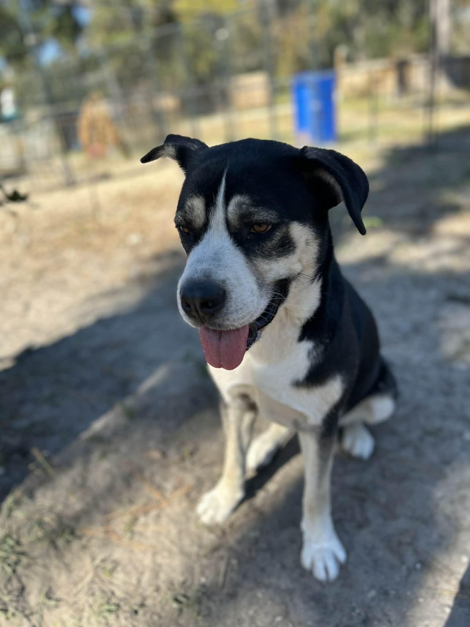 Enlarge Maggie, a ADOPTABLE Mixed Breed in Gainesville, FL image 4/4