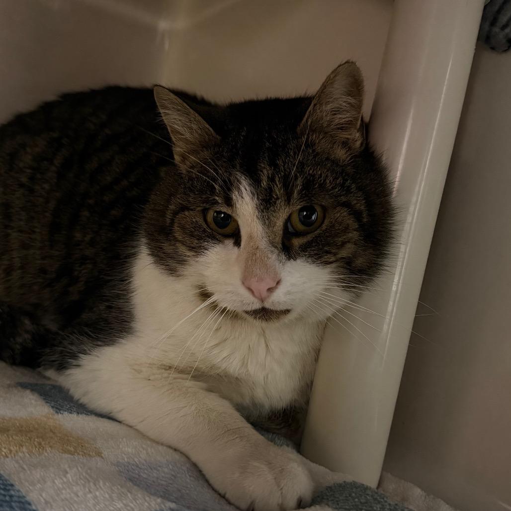 Valentino, a Adoptable Domestic Short Hair in Watertown, NY image 3/3