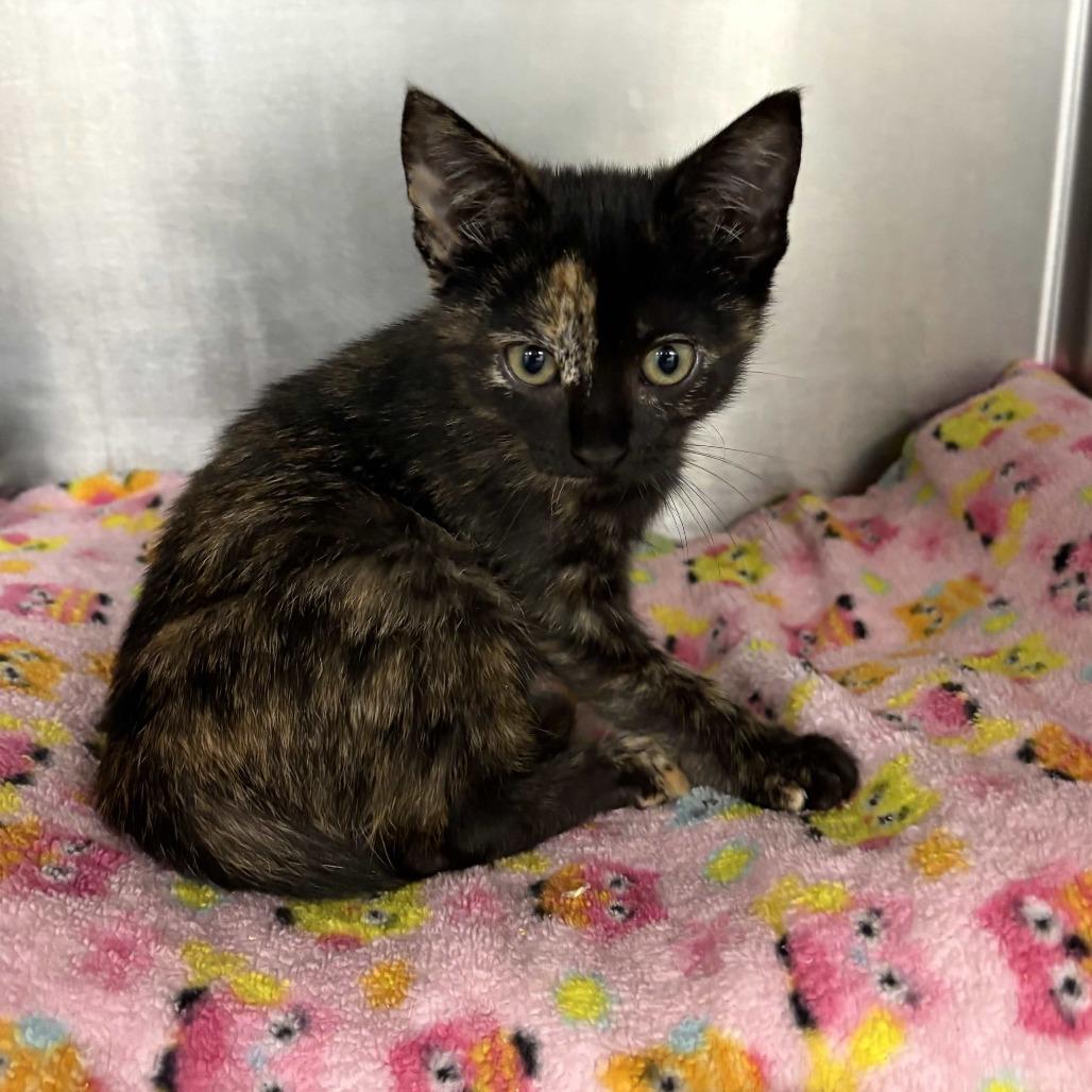 Sable, a Adoptable Domestic Short Hair in Beaumont, TX image 1/2
