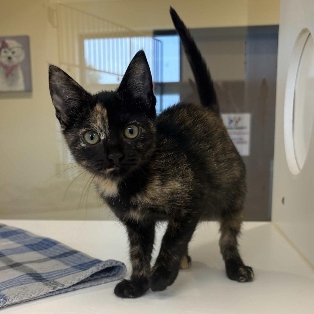 Sable, a Adoptable Domestic Short Hair in Beaumont, TX image 2/2