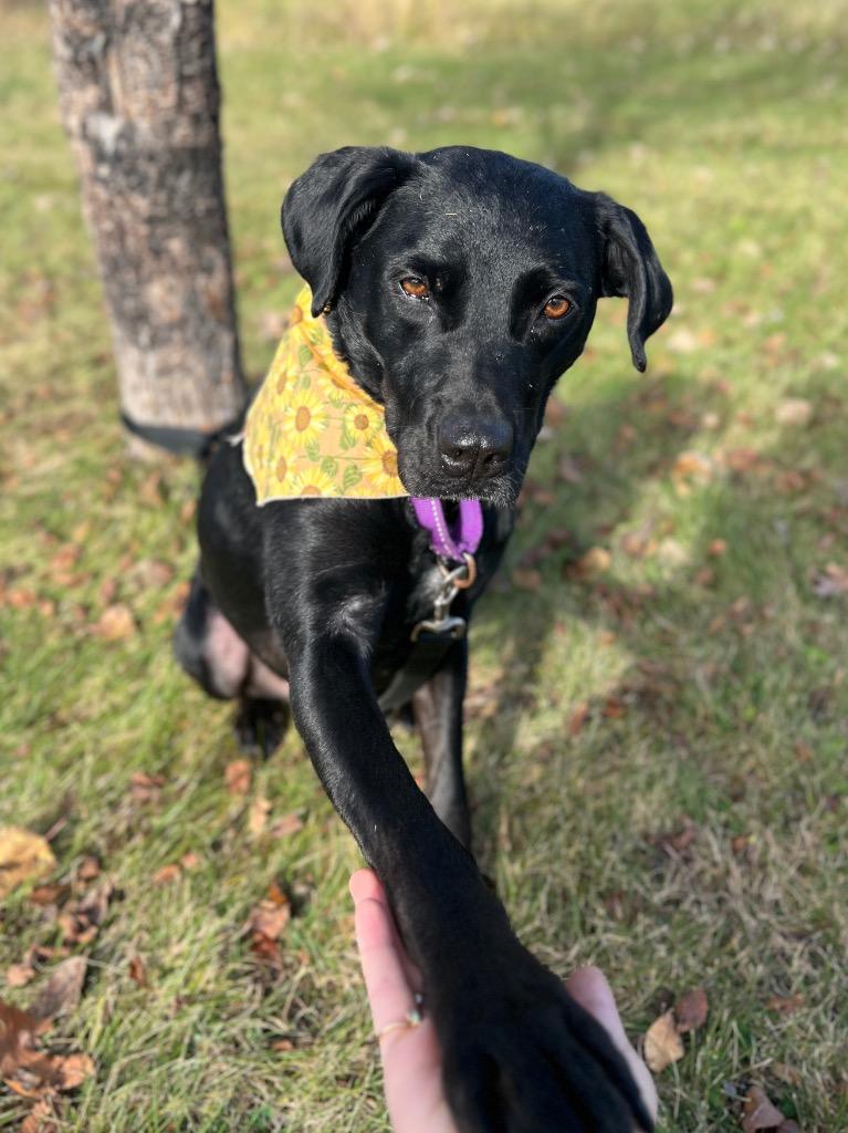 Tuna, Adoptable, Adult Female Mixed Breed.