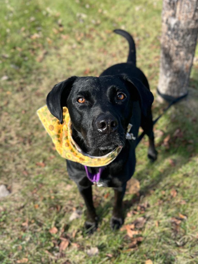 Enlarge Tuna, a Adoptable mixed breed in Menomonie, WI image 2/4