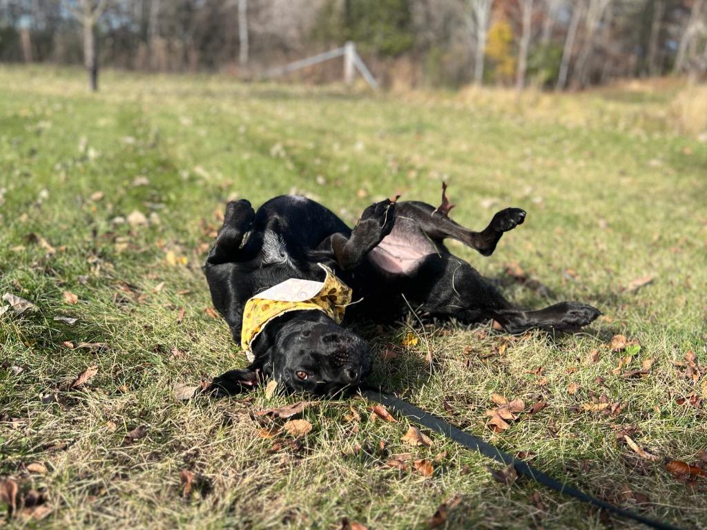 Enlarge Tuna, a Adoptable mixed breed in Menomonie, WI image 3/4