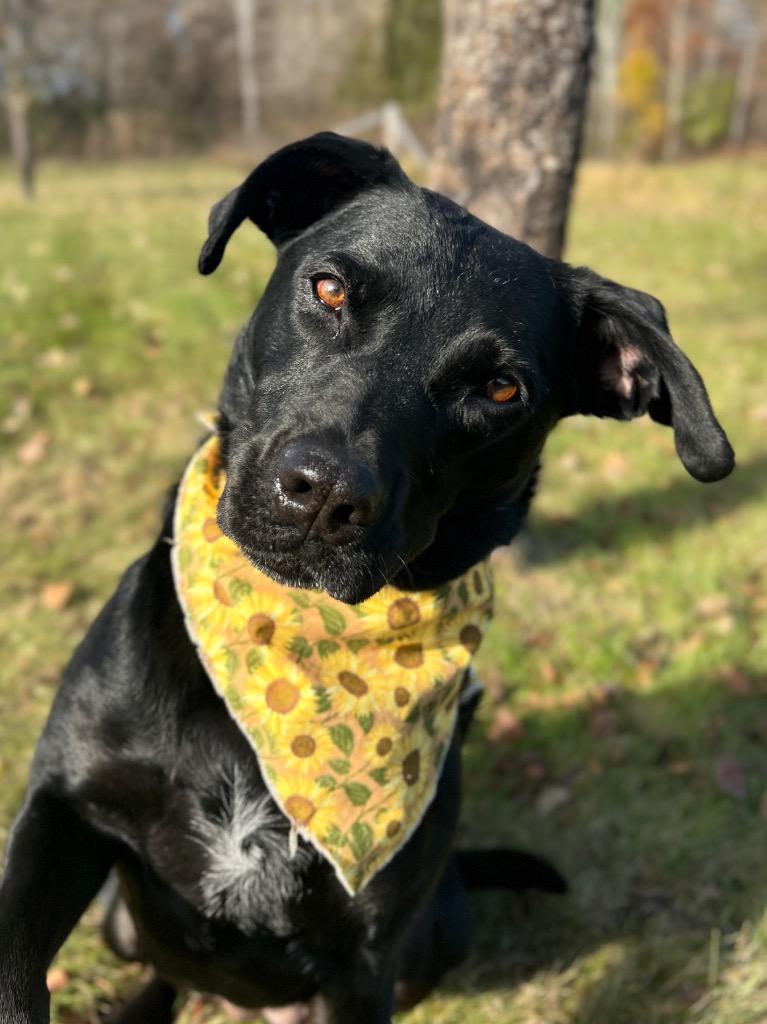 Enlarge Tuna, a Adoptable mixed breed in Menomonie, WI image 4/4
