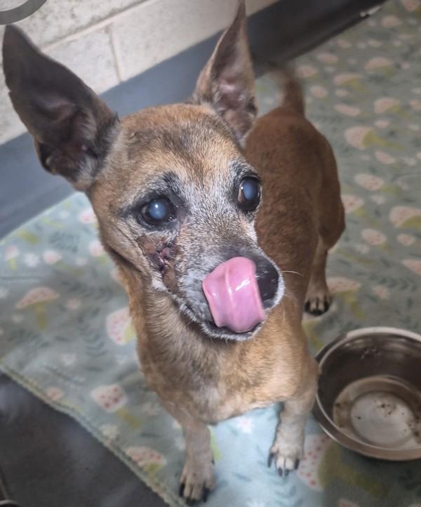 26-03-0847 Fred, Adoptable, Adult Male Chihuahua.