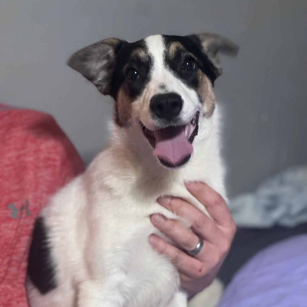 Enlarge Snow White, a Adoptable Mixed Breed in Inwood, WV image 1/4