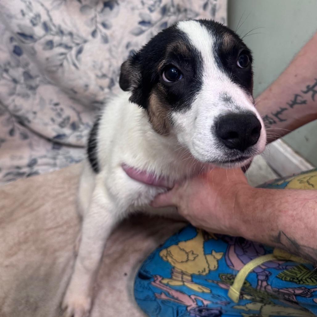 Enlarge Snow White, a Adoptable Mixed Breed in Inwood, WV image 2/4