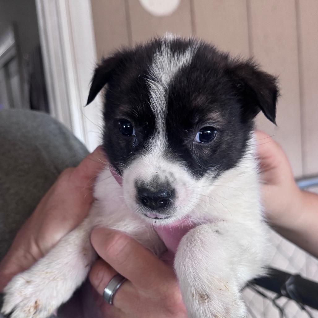 Enlarge Snow White, a Adoptable Mixed Breed in Inwood, WV image 3/4