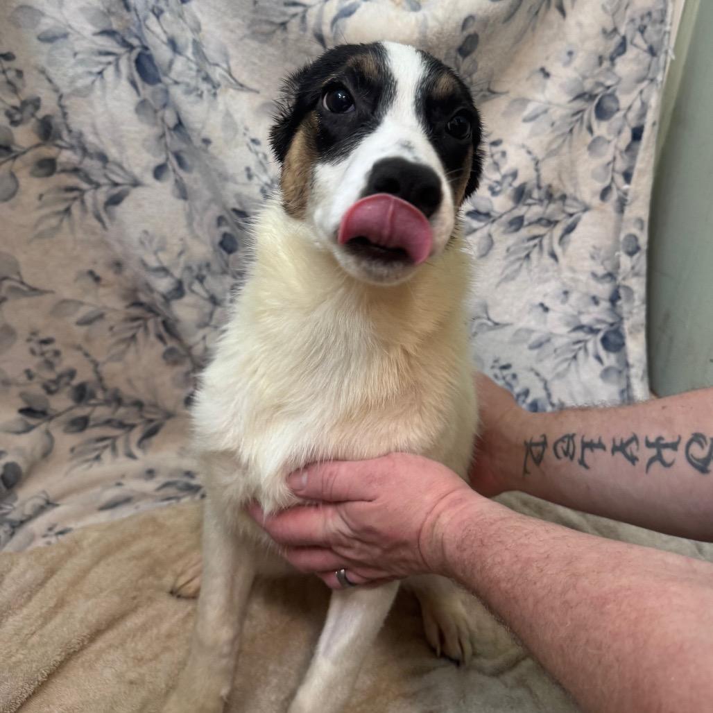 Enlarge Snow White, a Adoptable Mixed Breed in Inwood, WV image 4/4