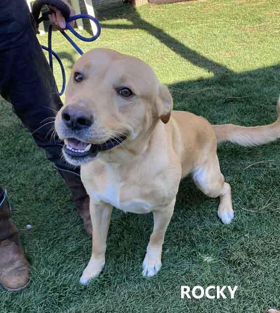 Rocky, Adoptable, Adult Male Labrador Retriever.