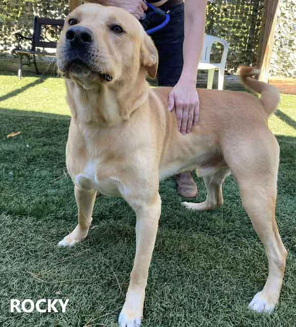 Enlarge Rocky, a Adoptable Labrador Retriever in Washington, GA image 2/2