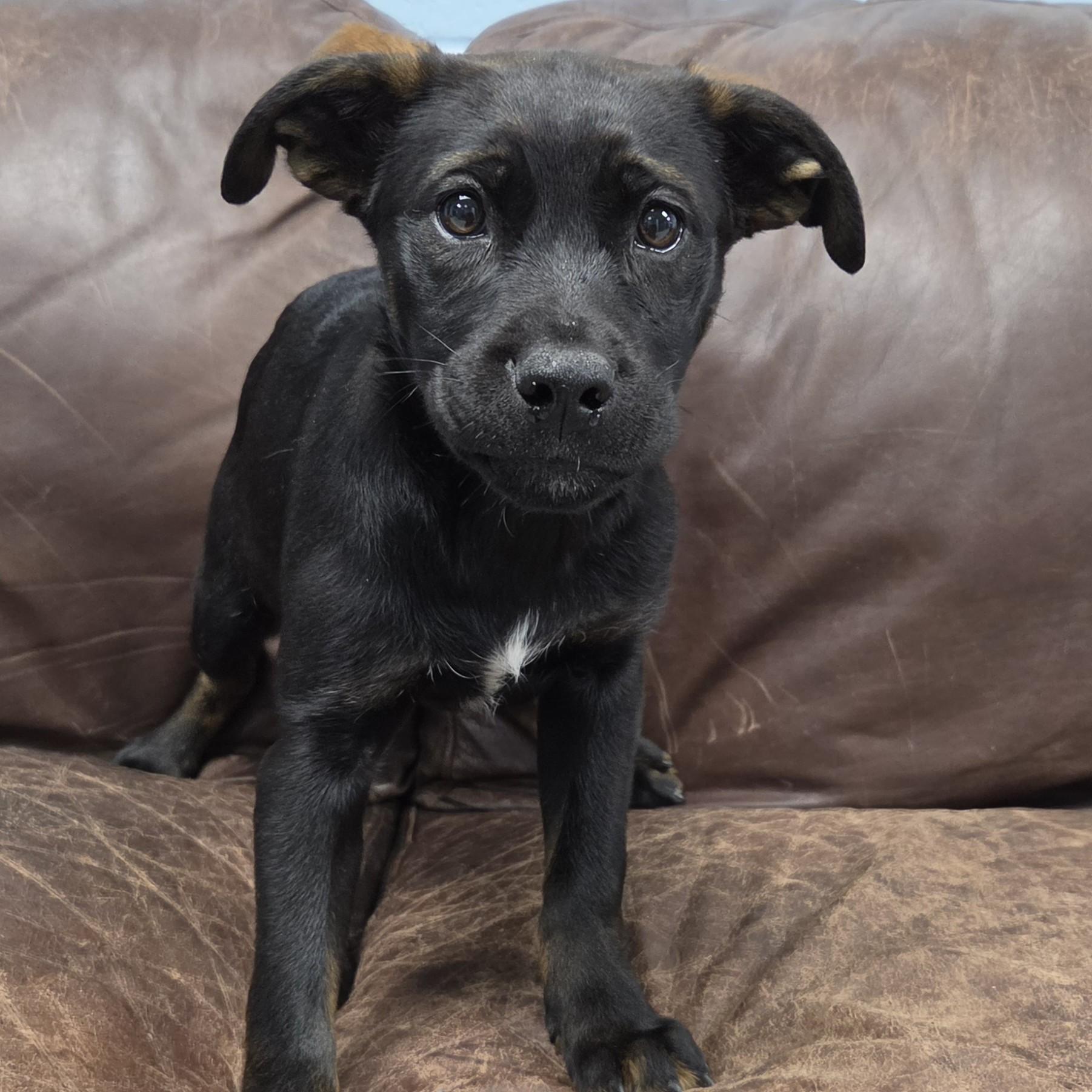 Enlarge Amethyst, an adopted Mixed Breed in Marshfield, WI image 4/4