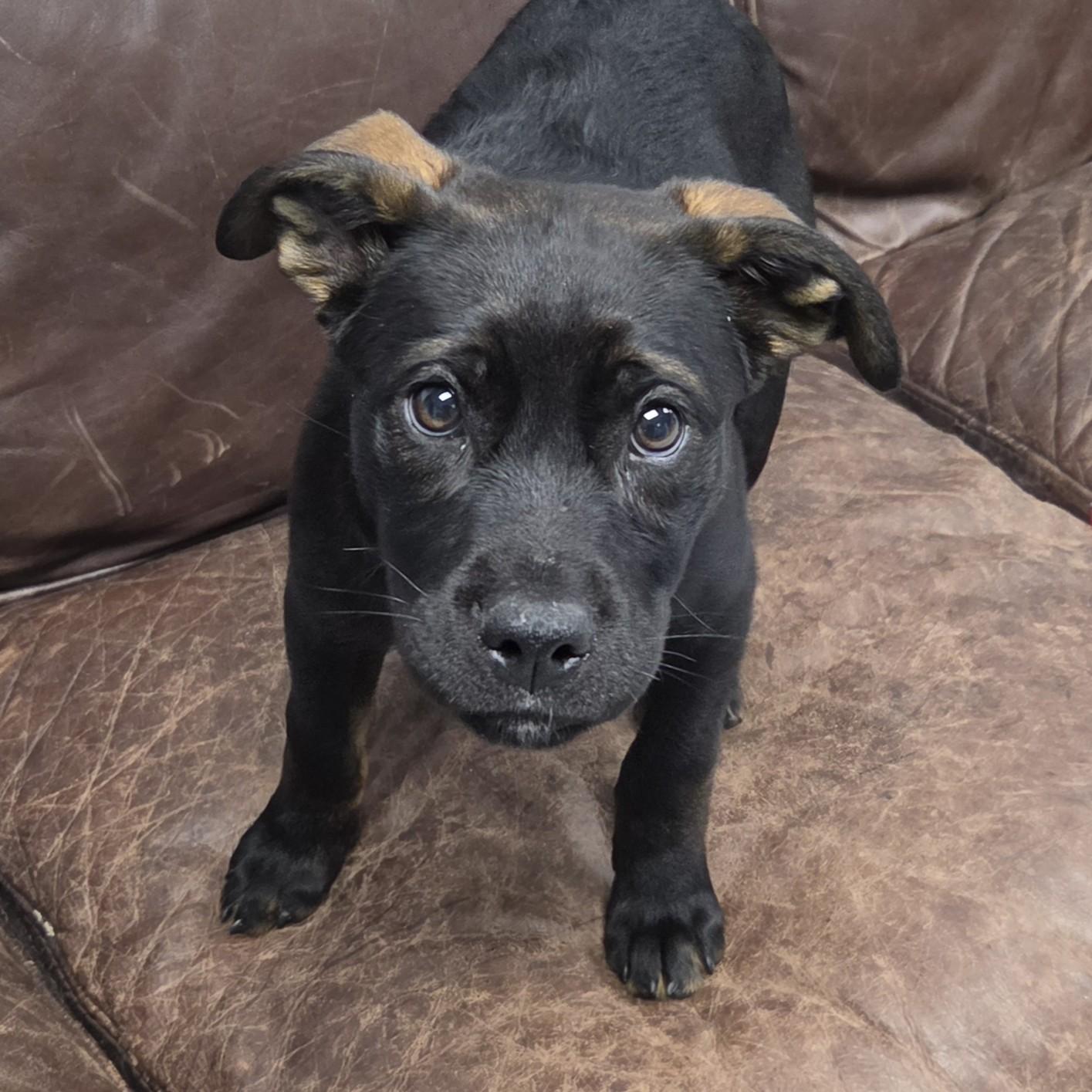 Enlarge Amethyst, an adopted Mixed Breed in Marshfield, WI image 3/4