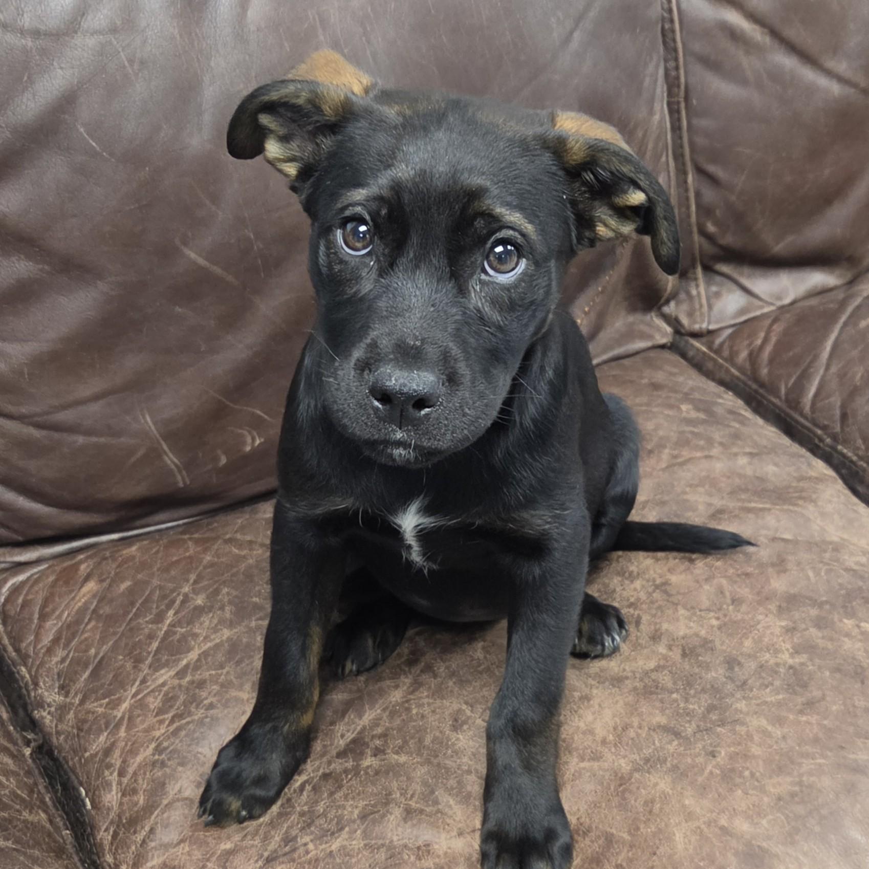 Enlarge Amethyst, an adopted Mixed Breed in Marshfield, WI image 2/4