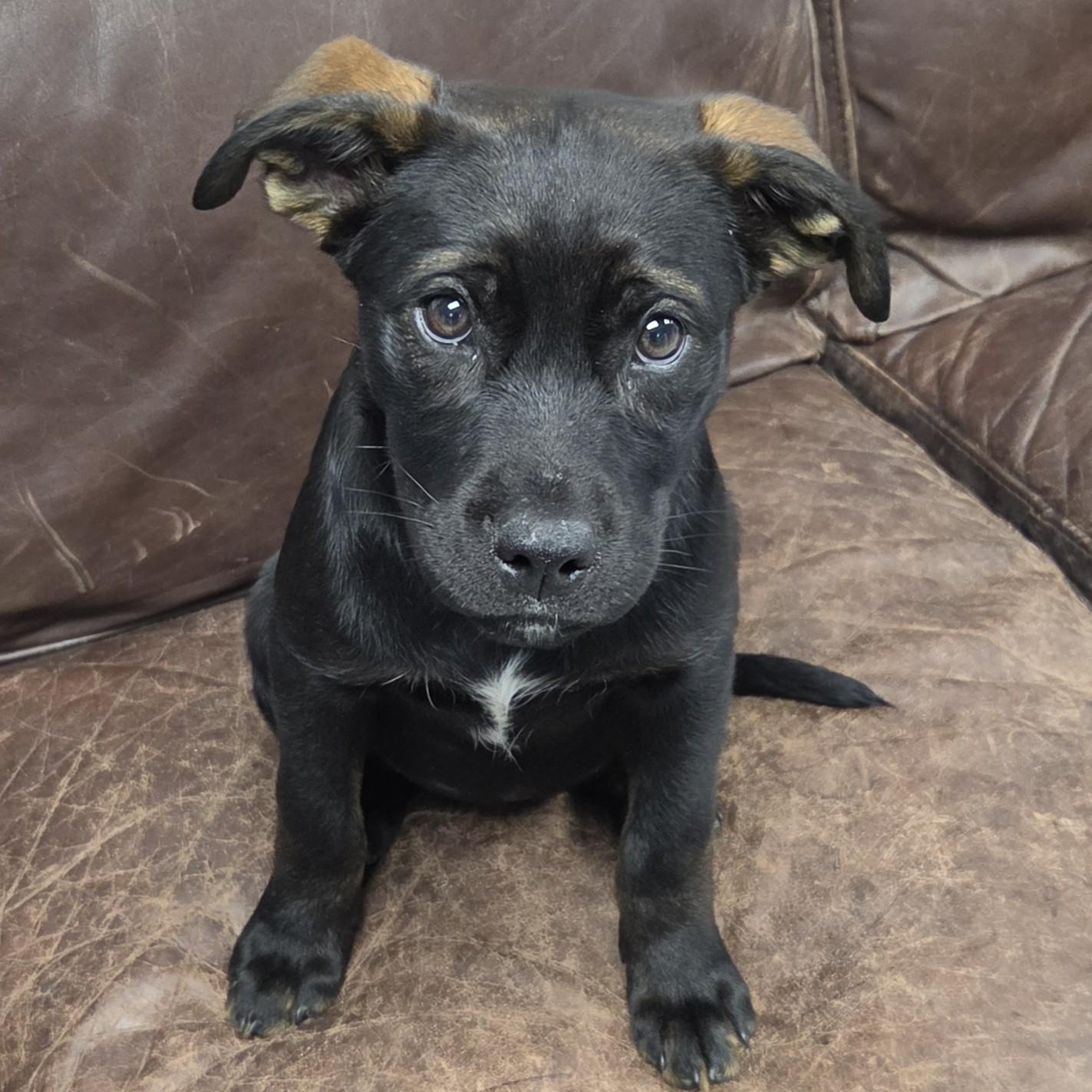 Amethyst, adopted, Puppy Female Mixed Breed.