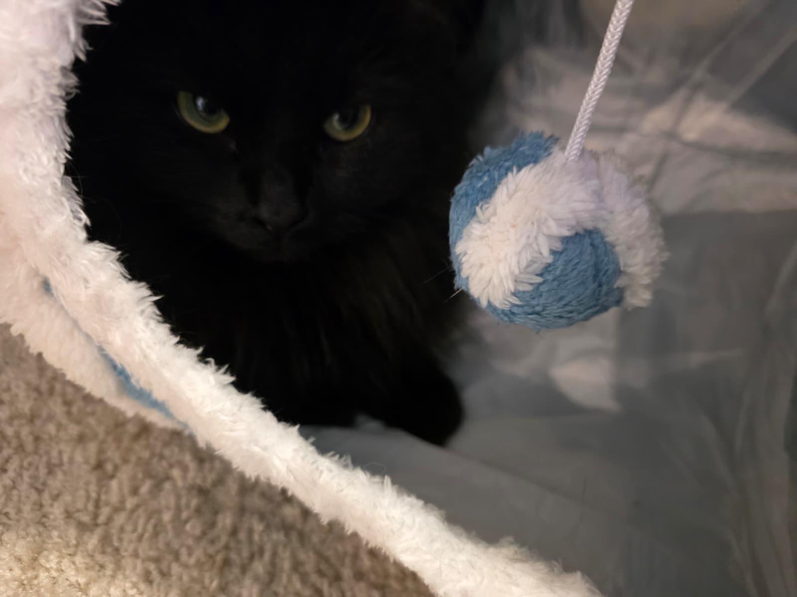 Enlarge Bella, a ADOPTABLE Domestic Long Hair in Sandy Springs, GA image 6/6