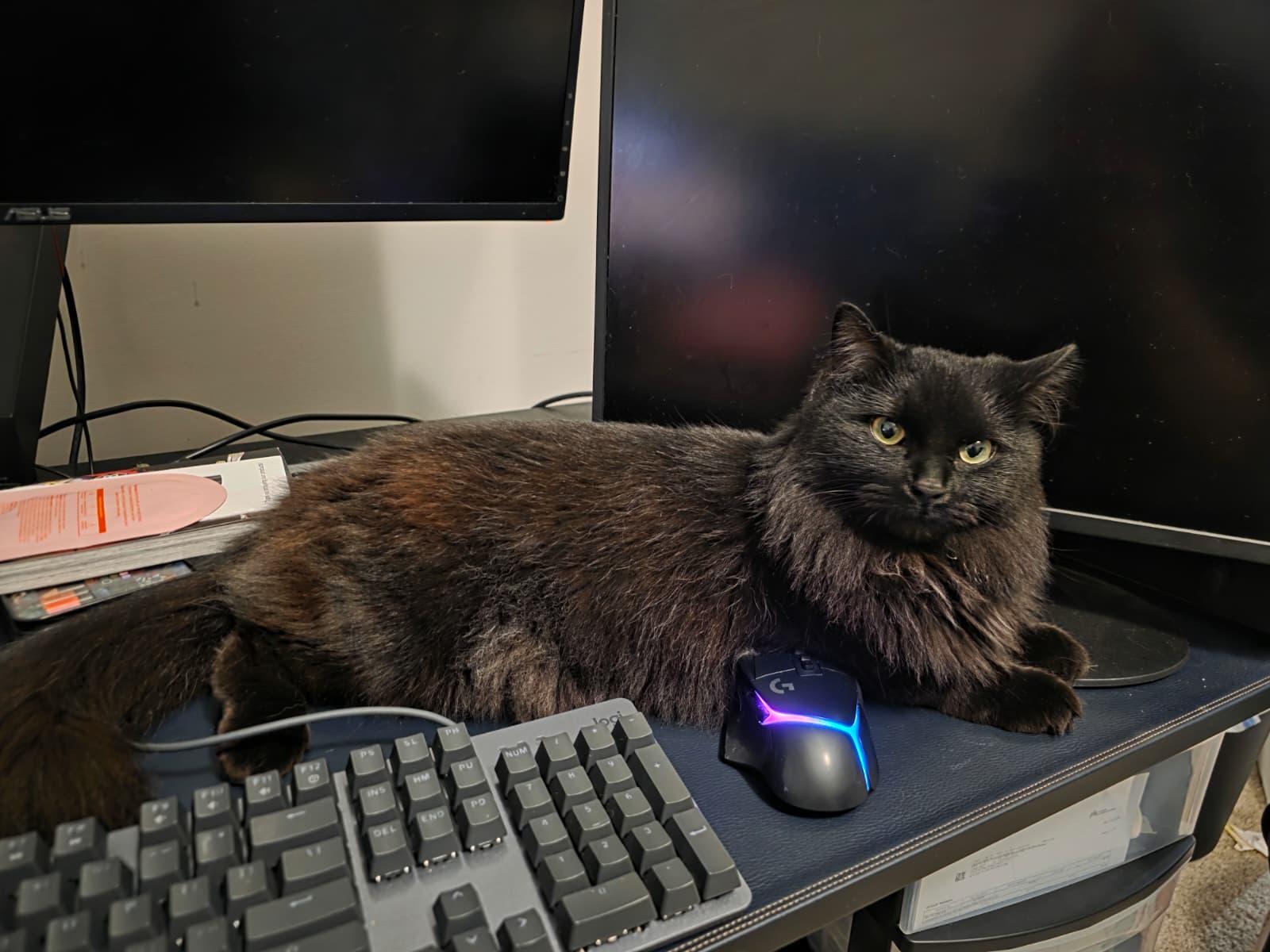 Enlarge Bella, a ADOPTABLE Domestic Long Hair in Sandy Springs, GA image 2/6