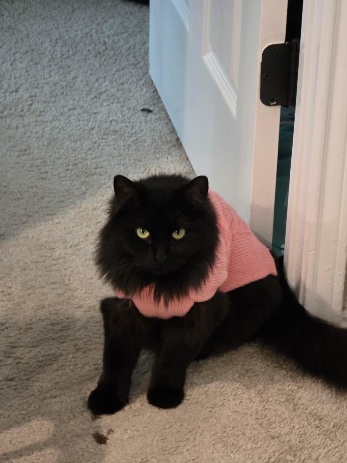 Enlarge Bella, a ADOPTABLE Domestic Long Hair in Sandy Springs, GA image 5/6