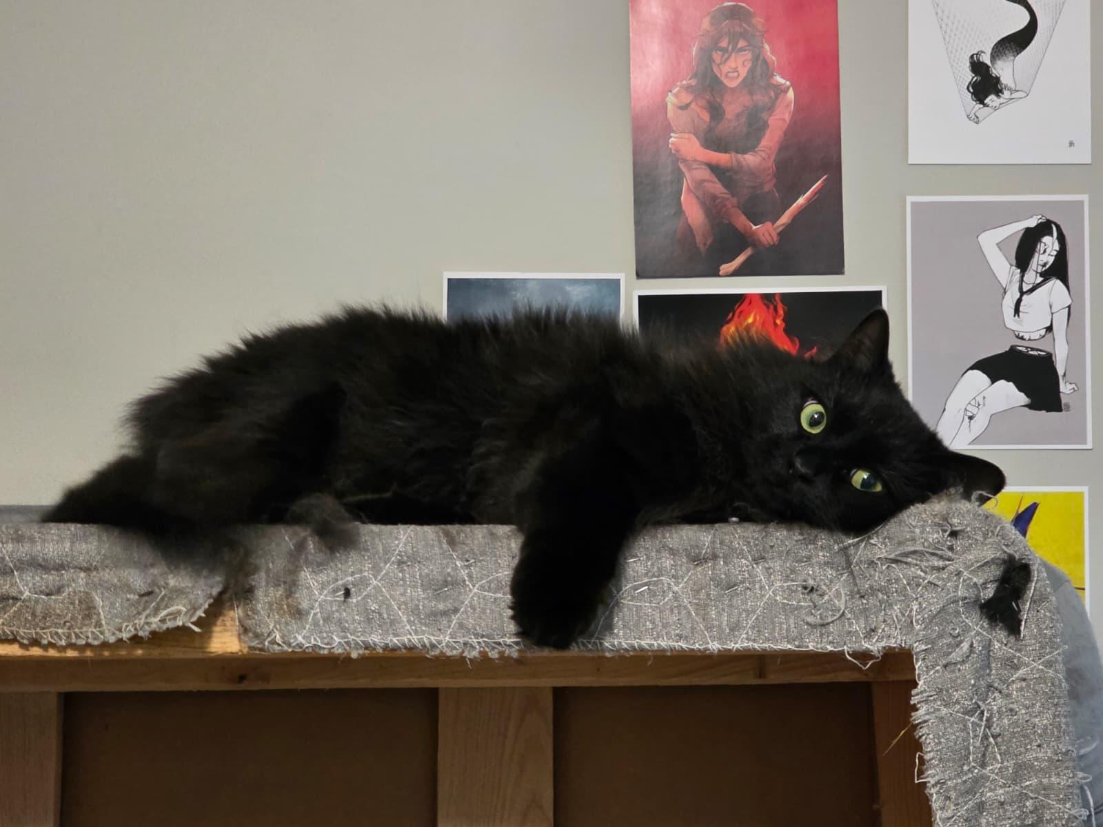 Bella, ADOPTABLE, Adult Female Domestic Long Hair.
