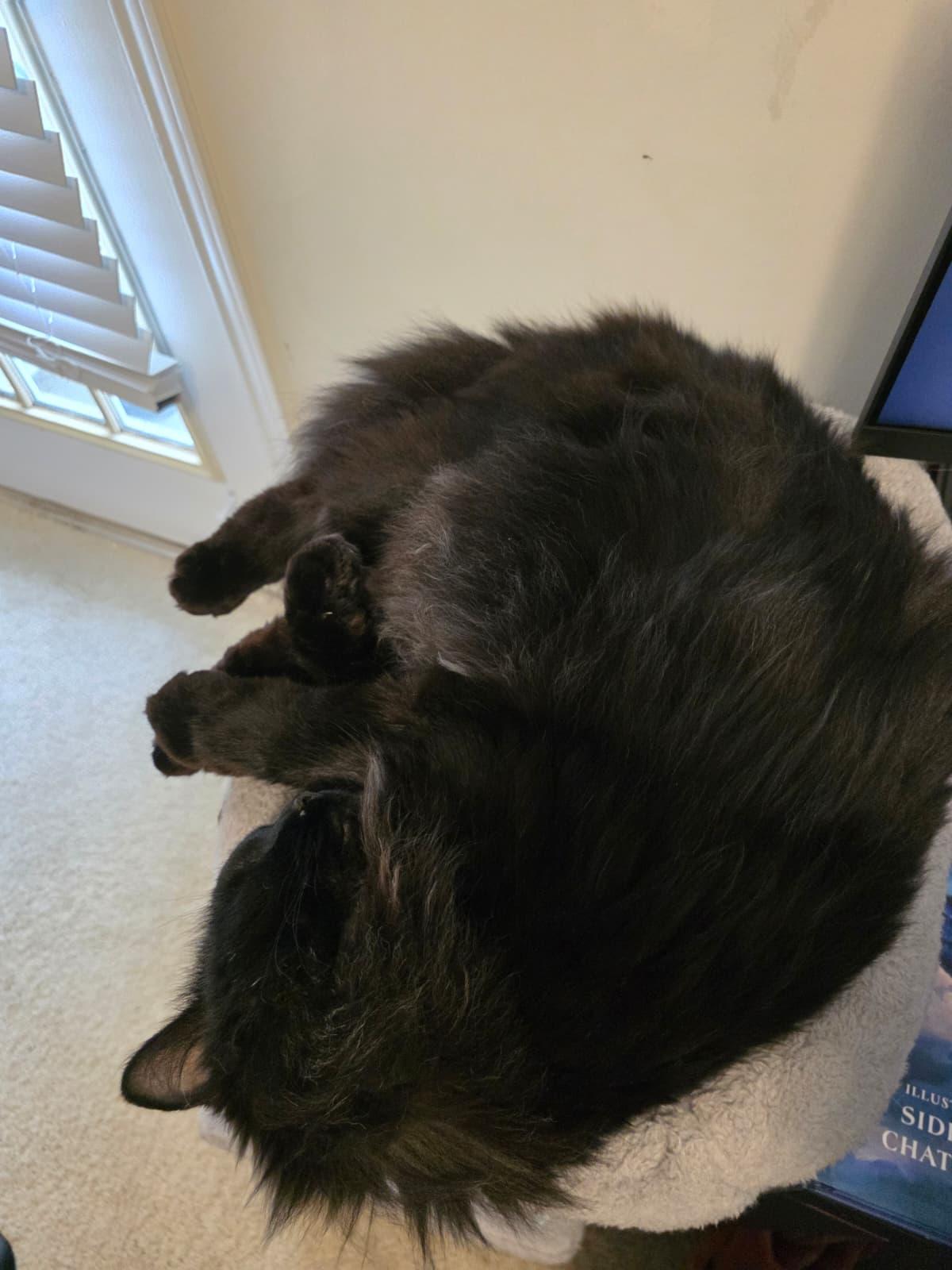 Enlarge Bella, a ADOPTABLE Domestic Long Hair in Sandy Springs, GA image 4/6