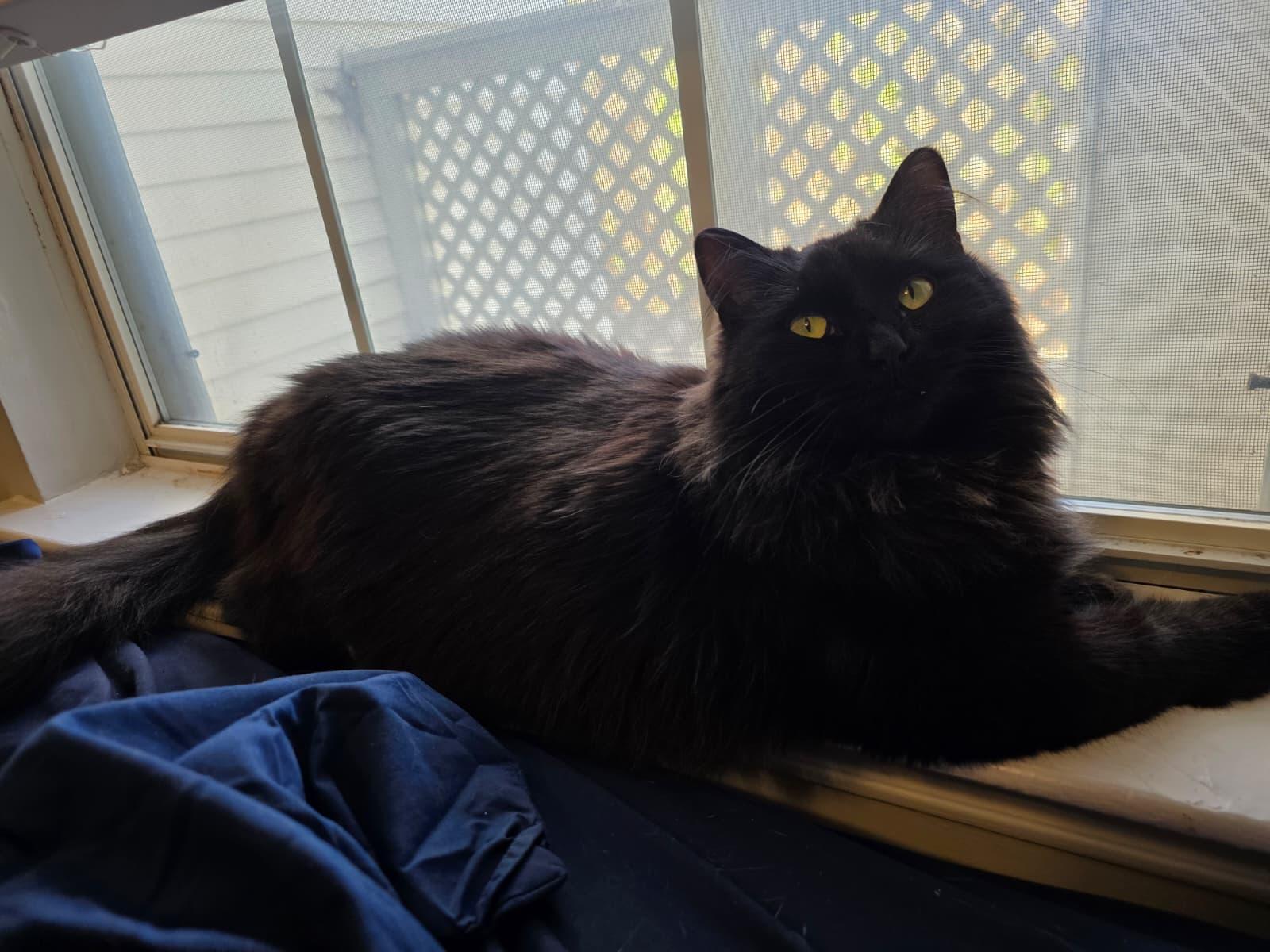 Enlarge Bella, a ADOPTABLE Domestic Long Hair in Sandy Springs, GA image 3/6