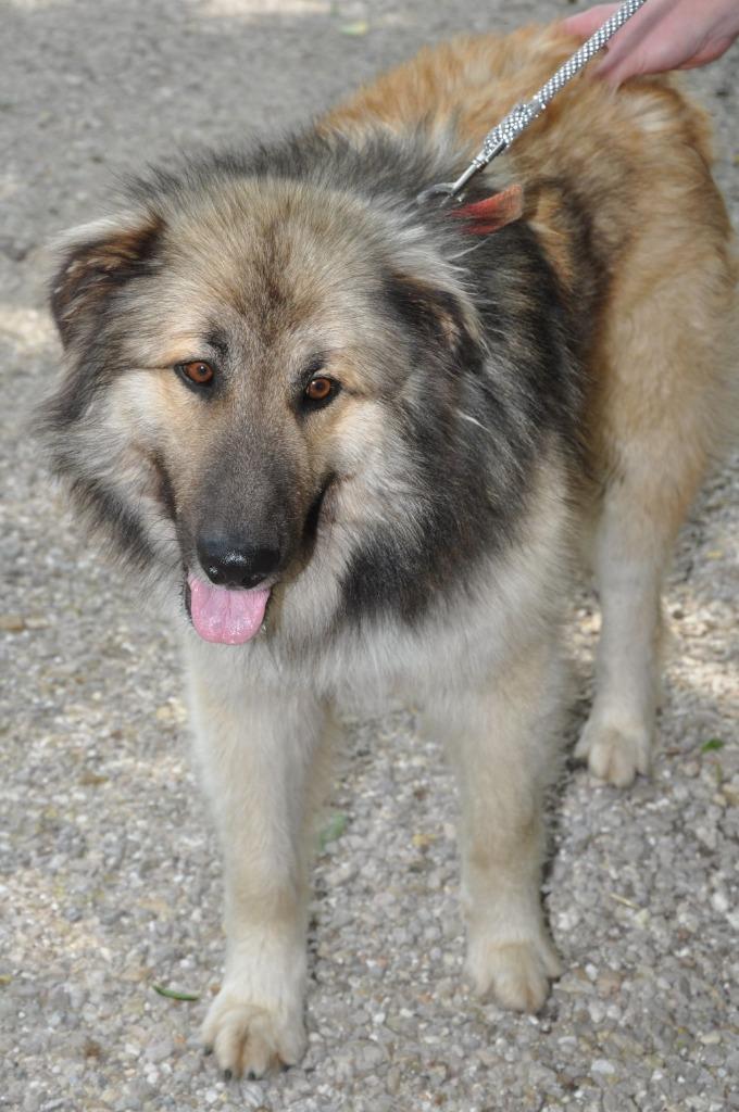 Bud (aka Buddy), Adoptable, Adult Male Mixed Breed.