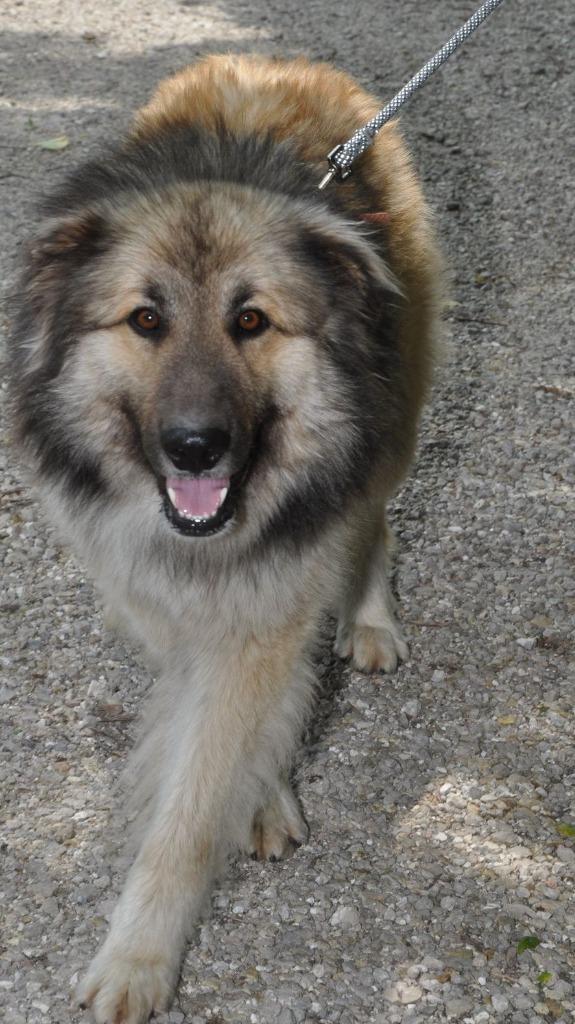 Bud (aka Buddy), a Adoptable Mixed Breed in Crocker, MO image 2/6