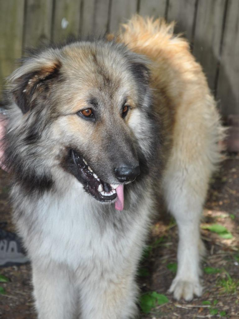 Bud (aka Buddy), a Adoptable Mixed Breed in Crocker, MO image 3/6